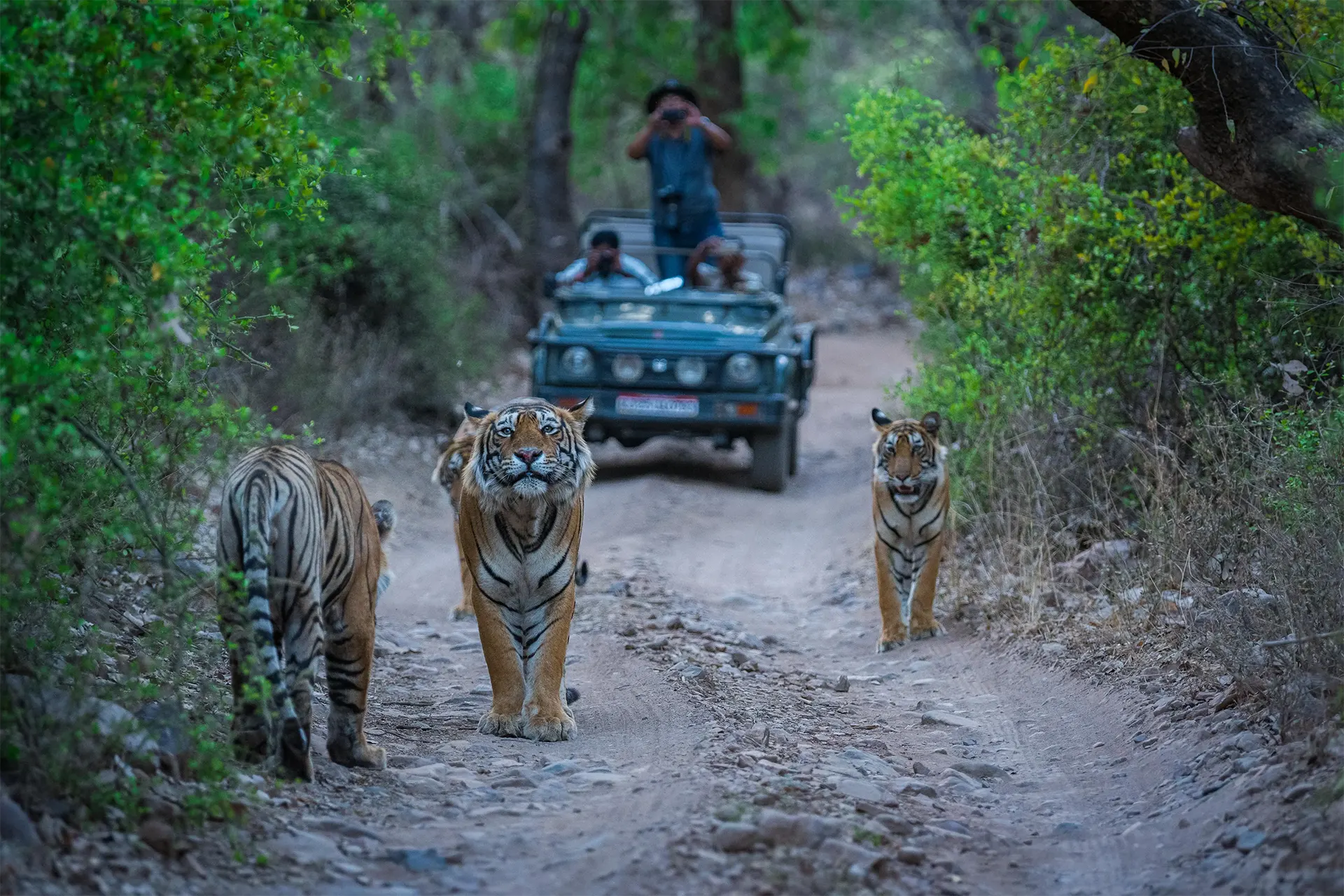 Witness, explore and walk through the ultimate jungle safari experience